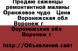 Продаю саженцы ремонтантной малины Оранжевое чудо › Цена ­ 160 - Воронежская обл., Воронеж г.  »    . Воронежская обл.,Воронеж г.